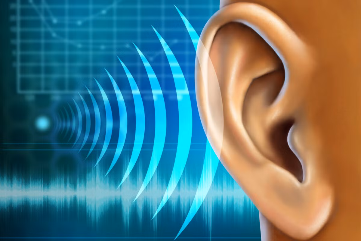 Thí nghiệm trên chuột của các chuyên gia cũng chỉ ra khi gen pou-iv bị "hạ gục", chúng sẽ bị điếc.