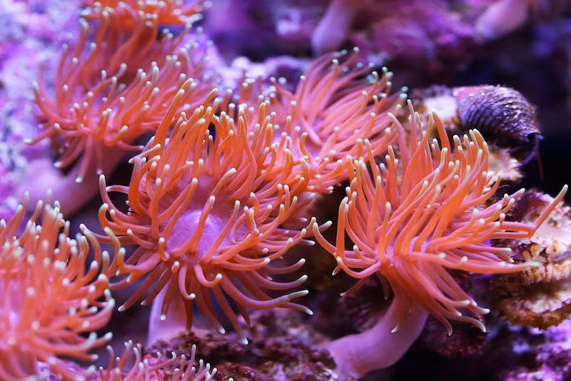 Loại gen trên cần thiết cho sự phát triển của tế bào lông mà ở con người và các động vật có xương sống khác chính là các thụ thể cảm giác của hệ thống xúc giác.