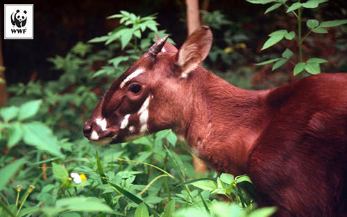 Trên thực tế, Sao la là một trong những loài thú hiếm nhất trên thế giới. Chúng chỉ sinh sống tại vùng rừng núi hẻo lánh thuộc Trung Trường Sơn Việt Nam và Nam Lào.