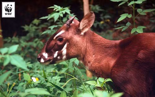 Trên thực tế, Sao la là một trong những loài thú hiếm nhất trên thế giới. Chúng chỉ sinh sống tại vùng rừng núi hẻo lánh thuộc Trung Trường Sơn Việt Nam và Nam Lào.