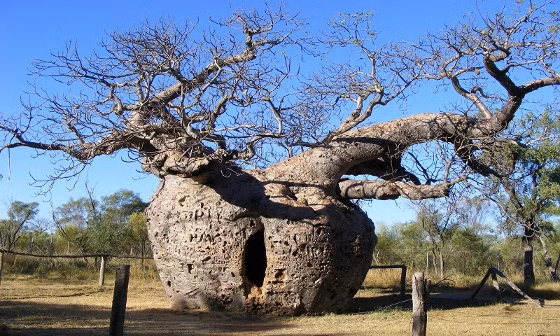Cây nhà tù Boab ở miền Tây Australia có "tuổi đời" khoảng 1.500 năm tuổi. Thân cây rỗng từng được dùng để giam giữ một tù nhân qua đêm trong quá trình di chuyển tới nơi giam cầm mới.
