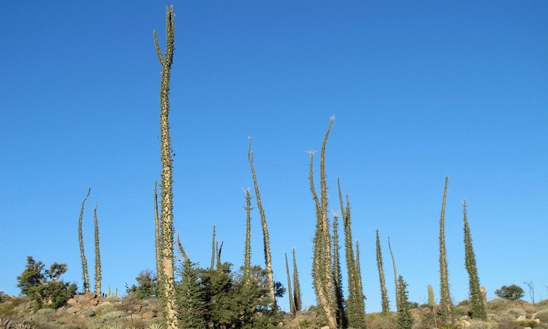 Cây boojum mọc ở California, Mỹ gây chú ý có hình dáng giống cái dĩa. Theo các chuyên gia, loài cây này có có thể mọc cao tới 15m. Để đạt chiều cao này, chúng phải tồn tại hơn 500 năm.