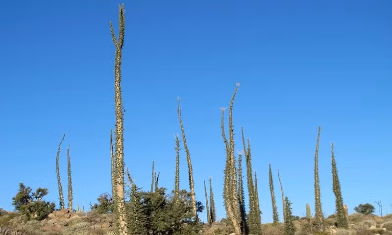 Cây boojum mọc ở California, Mỹ gây chú ý có hình dáng giống cái dĩa. Theo các chuyên gia, loài cây này có có thể mọc cao tới 15m. Để đạt chiều cao này, chúng phải tồn tại hơn 500 năm.