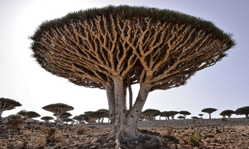 Cây máu rồng (Dracaena draco) xuất hiện nhiều ở quần đảo Socotra của Yemen. Cây có nhựa đỏ như máu. Theo một truyền thuyết, cây máu rồng đầu tiên được sinh ra từ máu của một con rồng bị thương khi chiến đấu với voi. Kể từ đó, nhựa của loài thực vật này có màu đỏ như màu máu nên đặt tên là "cây máu rồng".