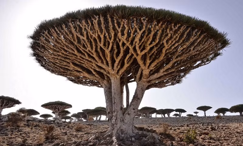 Cây máu rồng (Dracaena draco) xuất hiện nhiều ở quần đảo Socotra của Yemen. Cây có nhựa đỏ như máu. Theo một truyền thuyết, cây máu rồng đầu tiên được sinh ra từ máu của một con rồng bị thương khi chiến đấu với voi. Kể từ đó, nhựa của loài thực vật này có màu đỏ như màu máu nên đặt tên là "cây máu rồng".