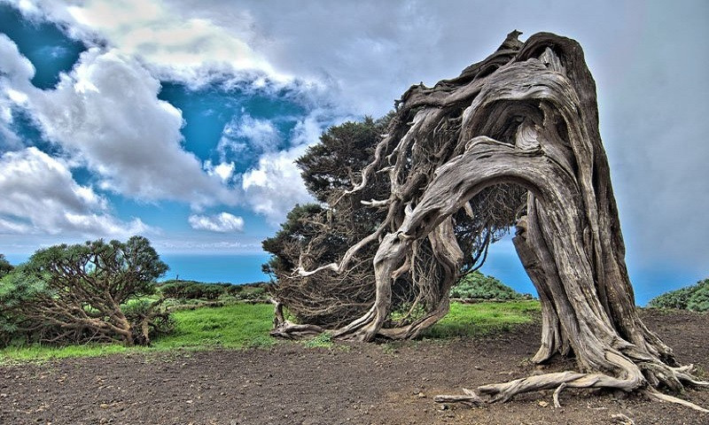 Sinh trưởng trên đảo El Hierro, Tây Ban Nha, cây El Arbol de la Sabina (có nghĩa là "cây bách xù") có hình dáng kỳ dị. Theo các chuyên gia, loài cây này có vẻ ngoài kỳ dị như vậy là do tác động cua rcủa những cơn gió thường xuyên thổi qua.