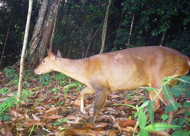 Một vài giai thoại khác mô tả kỳ lân có thêm chòm râu dê, đuôi sư tử và bộ móng xẻ guốc của trâu bò. Trong khi đó, sao la được phát hiện ở Việt Nam năm 1992 có các đặc điểm: 2 sừng dài, cong vuốt thẳng theo thân, sở hữu chòm râu dê bên dưới, họ móng guốc, thân hình có một số tương đồng với loài dê núi, một chút của bò và ngựa.