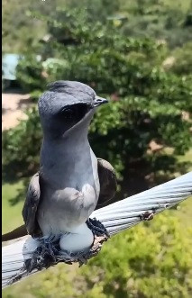 Một người dùng có tên P.H.Đ đã đăng một video vào trong nhóm Yêu Thích Thiên Nhiên Hoang Dã với hơn 326.000 thành viên và nhanh chóng trở thành tâm điểm chú ý của cộng đồng mạng. Điều này xuất phát từ việc video quay được cảnh một con chim "lạ" làm tổ trên dây cáp điện.