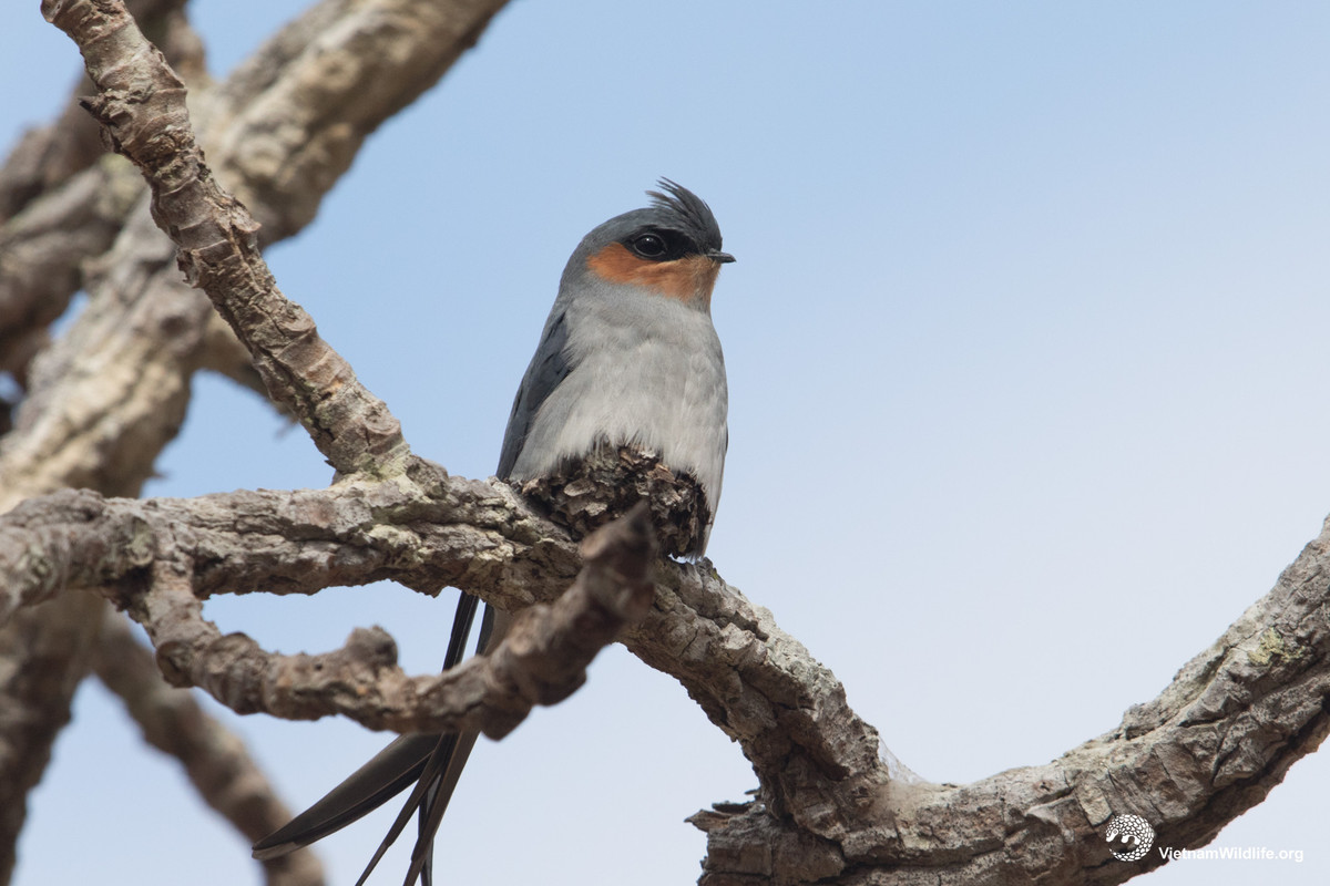 Nhiều người bày tỏ sự thích thú khi xem video trên. Đồng thời, họ tò mò con chim trong video thuộc loài nào.