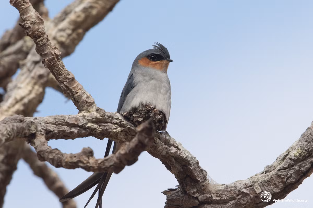 Nhiều người bày tỏ sự thích thú khi xem video trên. Đồng thời, họ tò mò con chim trong video thuộc loài nào.