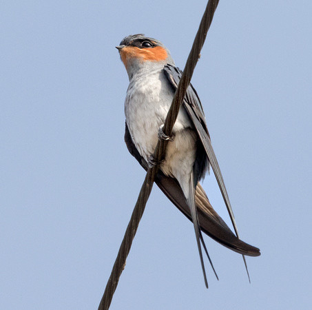 Chim mẹ và bố sẽ thay nhau ấp trứng cho đến khi trứng nở. Điều thú vị là chim yến mào là thuộc loài phân tán sinh sản (Biological dispersal).