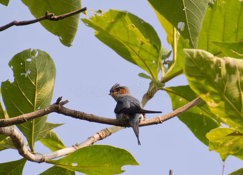 Do vậy, loài chim này sẽ di chuyển đến một địa điểm khác để đẻ trứng trong mùa sinh sản tiếp theo.