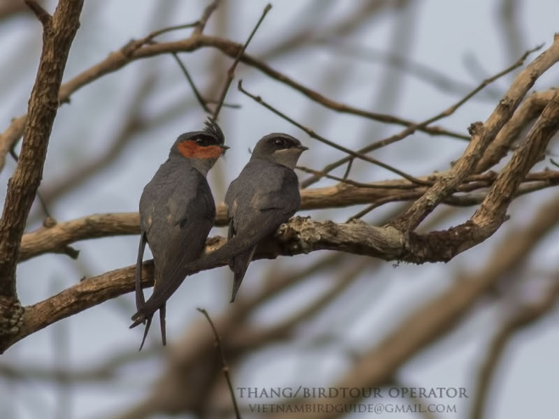 Chim trống phân biệt với chim mái bằng vệt lông màu cam ở dưới mắt.