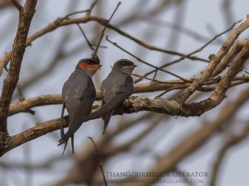 Chim trống phân biệt với chim mái bằng vệt lông màu cam ở dưới mắt.