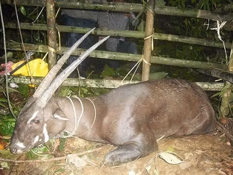 Riêng cụm từ Pseudoxyt là tên gốc, được đặt tên theo giống một loài thú là con oxyt có nhiều nét tương đồng như Sao la nhưng kích thước lớn hơn rất nhiều và được tìm thấy ở vùng Trung Đông từ lâu.