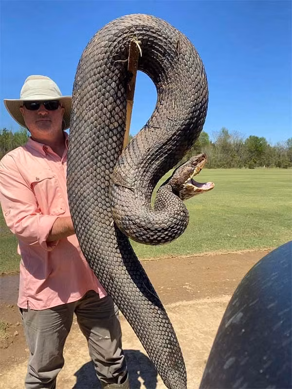 Vào ngày 7/4, Chad Payne đăng trên Facbook cá nhân hình ảnh một con rắn lớn bị bắt tại quận Lowndes, tiểu bang Alabama, Mỹ. Sau vài ngày đăng tải, bức ảnh nhận được hơn 1.000 lượt thích và hơn 12.000 lượt chia sẻ.