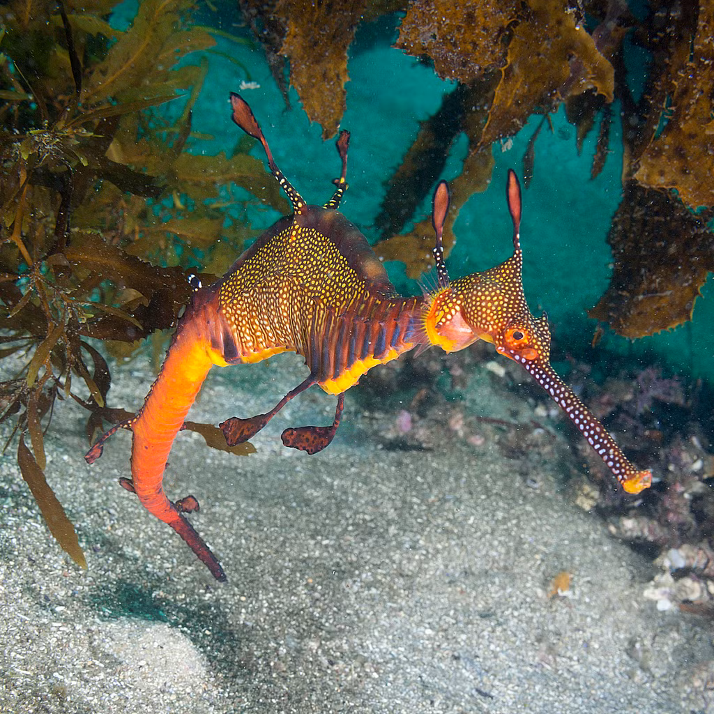 Cá rồng biển có tên trong Danh sách Đỏ 2016 về Các loài bị Đe dọa của Liên minh Bảo tồn thiên nhiên quốc tế (IUCN).