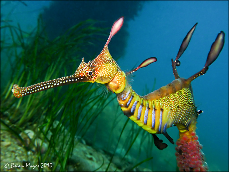 Vào mùa Hè, các cá rồng biển cái thường có khoảng 200 trứng màu hồng nhạt rồi đưa các trứng này vào đuôi con đực qua một ống dẫn.