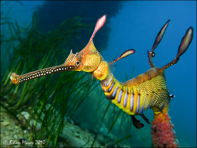 Vào mùa Hè, các cá rồng biển cái thường có khoảng 200 trứng màu hồng nhạt rồi đưa các trứng này vào đuôi con đực qua một ống dẫn.