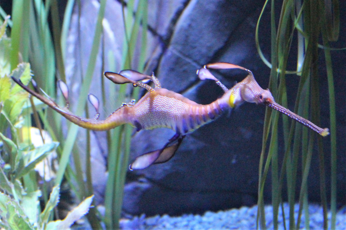 Quá trình này diễn ra trong khoảng thời gian khoảng 24 - 48 tiếng. Sau khi chào đời, các cá thể rồng biển con sẽ sống độc lập.