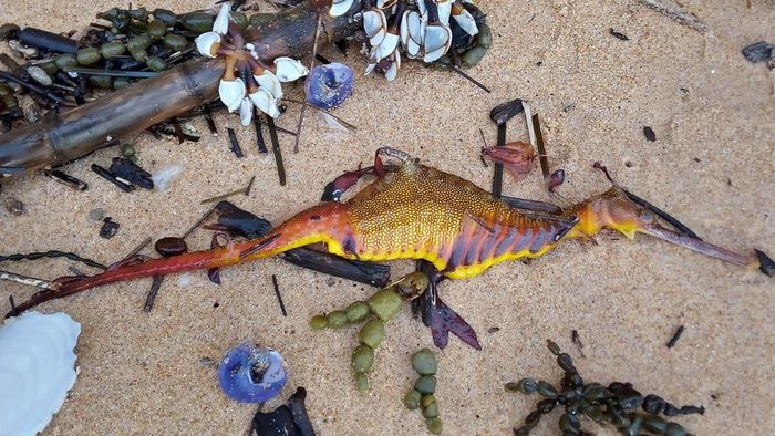 Tên khoa học của rồng biển là Phyllopteryx taeniolatus hoặc Weedy Seadragon. Chúng thuộc họ nhà cá và thường được gọi là hải long hay cá rồng biển.