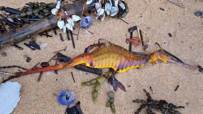 Tên khoa học của rồng biển là Phyllopteryx taeniolatus hoặc Weedy Seadragon. Chúng thuộc họ nhà cá và thường được gọi là hải long hay cá rồng biển.