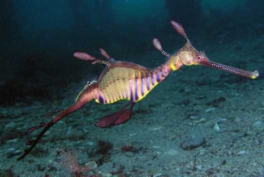 Loài cá rồng biển thường sống ở khu vực các rạn san hô và sinh tồn ở độ sâu khoảng 3 - 50m. Đây là loài đặc hữu ở vùng biển ôn đới của Australia.