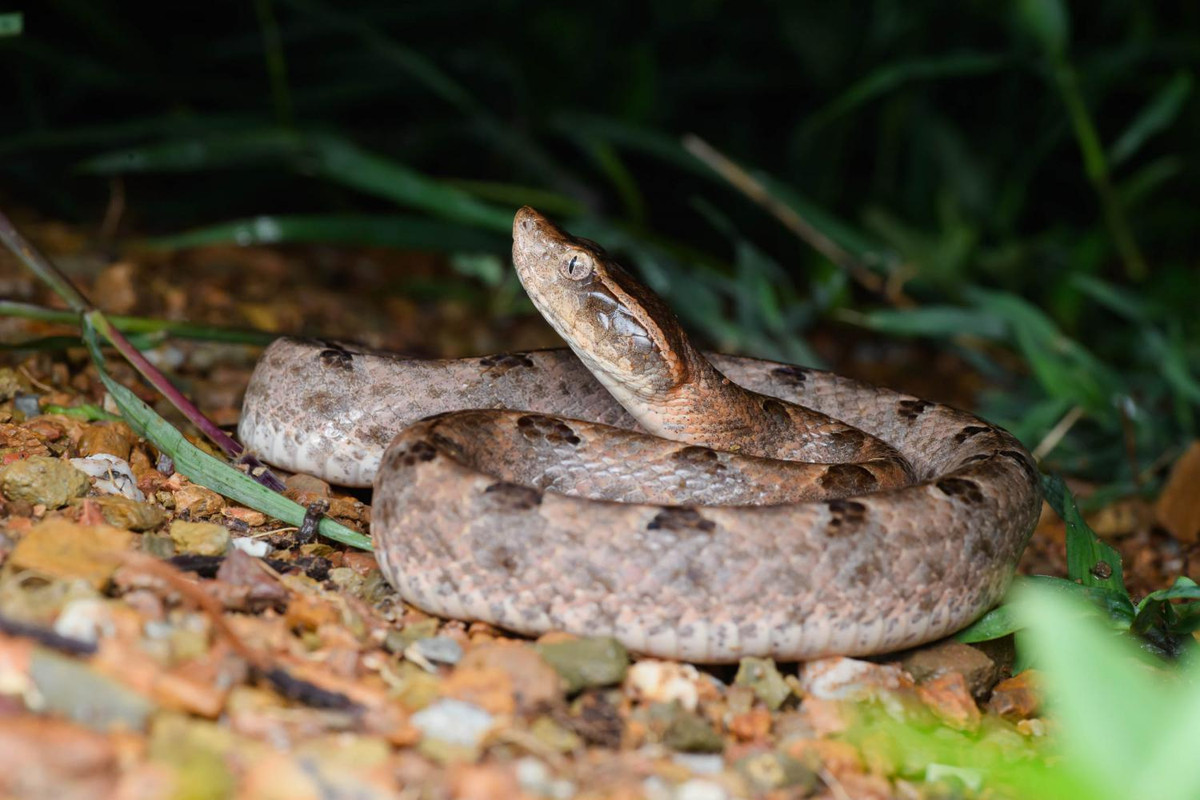 Một nghiên cứu có tên "A Study of 225 Malayan Pit Viper Bites in Thailand" chỉ ra rắn chàm quạp hay còn gọi rắn lục Mã Lai (tên khoa học: Calloselasma rhodostoma) hoặc rắn lục nưa là loài rắn độc có răng nanh dài từ 1,6 - 1,7 cm.