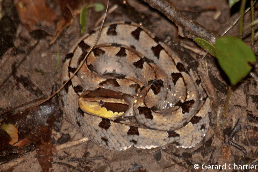 Do nọc độc của rắn chàm quạp vô cùng nguy hiểm nên các bác sỹ khuyến cáo người dân khi bị rắn cắn cần tuân thủ các nguyên tắc sơ cứu. Đầu tiên là yêu cầu nạn nhân nằm im, đặt chỗ bị cắn thấp hơn tim để làm chậm hấp thu độc tố.