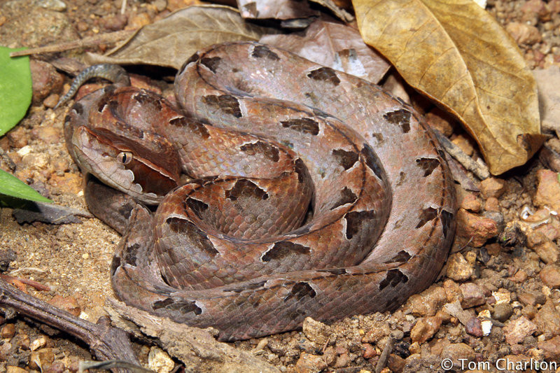 Tiếp đến, rửa sạch vết thương, băng chặt chỗ bị cắn băng vải, băng bắt đầu từ phía trên vết cắn để hạn chế hấp thu độc chất theo đường bạch huyết. Đồng thời, người dân gần ghi nhớ hoặc chụp ảnh con rắn để mô tả cho bác sỹ dễ nhận định loài rắn cũng như nhanh chóng bệnh nhân đến bệnh viện.