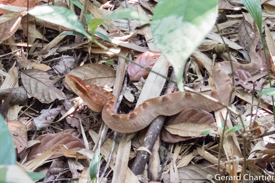 Rắn chàm quạp săn mồi về đêm và thường dùng chiếc đuôi đu đưa để hấp dẫn con mồi. Sự nguy hiểm của nọc độc của rắn chàm quạp chỉ sau rắn biển (đẻn biển). Đây là loại rắn độc cực kỳ nguy hiểm và thường gây ra một số vụ rắn cắn người nguy hiểm.