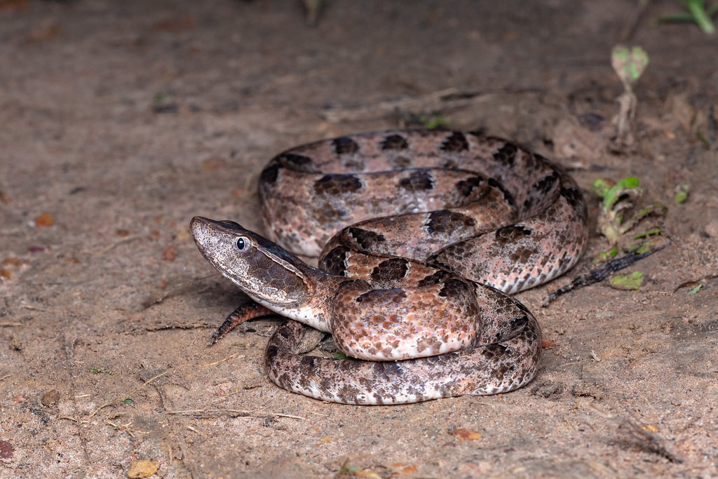 Rắn chàm quạp là một trong những loài rắn độc cực nguy hiểm đối với con người. Chúng thường sinh sống chủ yếu ở các nước nhiệt đới ở Đông Nam Á.