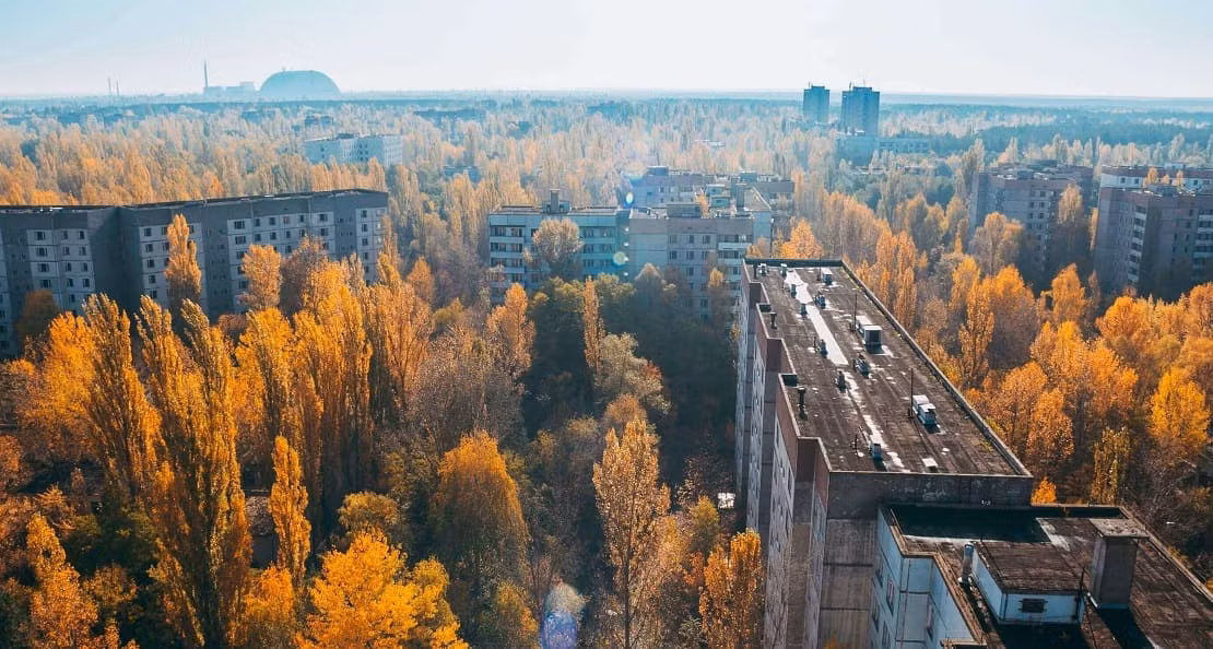 Kết quả cho thấy những mẫu lá cây lấu ở nơi nhiễm phóng xạ cao như khu rừng Đỏ" ít bị phân hủy hơn 40% so với những mẫu lá ở nơi không bị nhiễm phóng xạ.