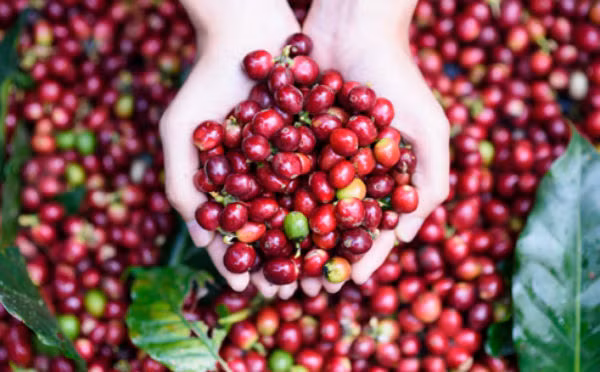 Gia ca phe hom nay 11/1: Dong loat giam 200 dong/kg