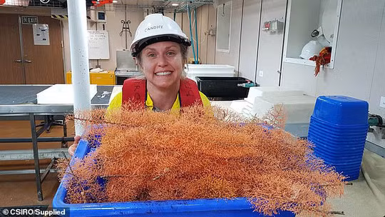 100 loai khong ten duoi day bien sau gay choang-Hinh-9