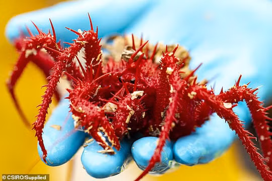 100 loai khong ten duoi day bien sau gay choang-Hinh-3