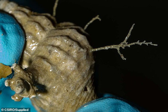 100 loai khong ten duoi day bien sau gay choang-Hinh-5