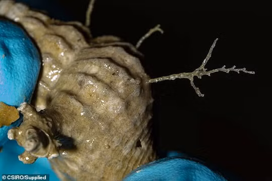 100 loai khong ten duoi day bien sau gay choang-Hinh-5