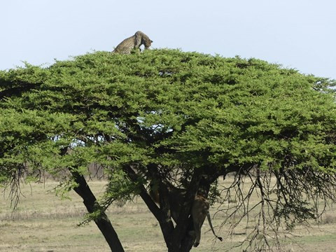Su tu ruot duoi bao dom va ket bat ngo