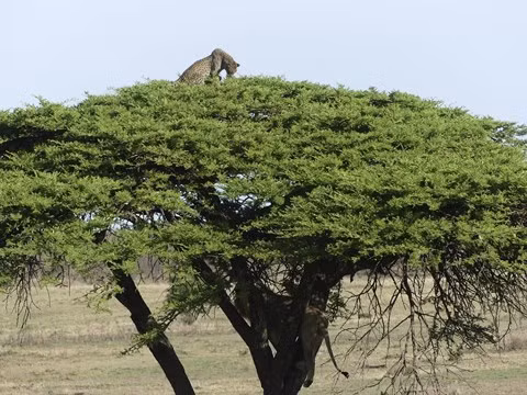 Su tu ruot duoi bao dom va ket bat ngo