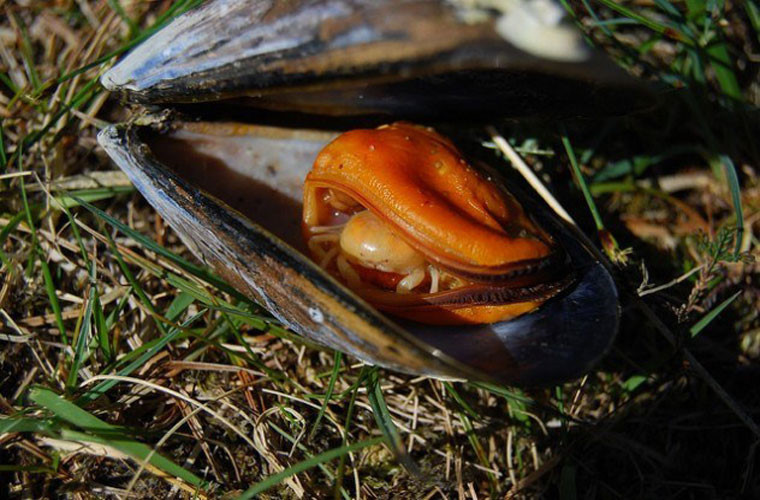 Cua đậu. Loài cua này sống ký sinh trong thân của trai, hầu, mực biển, và một số loài khác. Loài này cũng có thể ăn được.