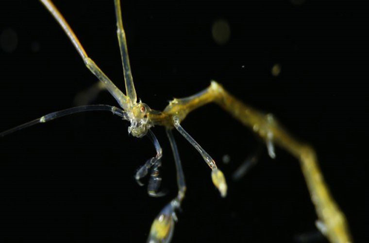 Tôm “khung xương”. Chúng có hình dáng khá lạ với những chiếc chân hình móc câu, thân hình mỏng manh. Con cái của loài này cũng ăn thịt bạn tình ngay sau khi giao phối. Chính hoạt động của con người khiến loài này được chuyển sang một hệ sinh thái mới và chúng sinh sản rất nhanh.