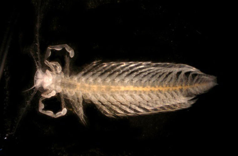 Remipedes trông khá giống một con rết đang bơi. Chúng có rất nhiều “răng nanh” chứa chất độc. Chúng sống ở dưới biển sâu, trong các hang và tầng ngậm nước.