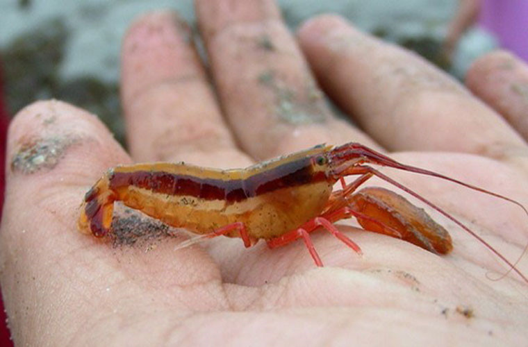 Tôm pistol. Loài tôm này nổi tiếng bởi vũ khí giết người của nó. Tôm có thể tạo ra những quả bong bóng có khả năng làm tê liệt và giết chết các loài cá nhỏ bởi tiếng nổ và áp suất.