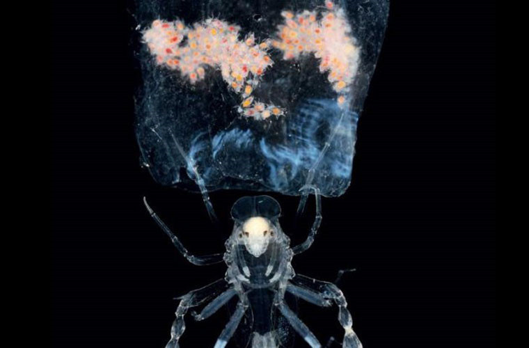 Rệp Pram. Đây là loài săn mồi dưới biển sâu. Chúng có một chiếc đầu kỳ quái và lối sống “không giống ai”. Khi phải nuôi con, con cái thường biến thành một cái ống rỗng để cung cấp oxy cho con con.