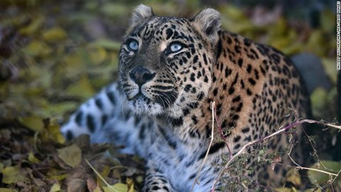 Hai hung ngoi thien duoi goc cay, bi bao vo chet