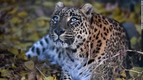 Hai hung ngoi thien duoi goc cay, bi bao vo chet