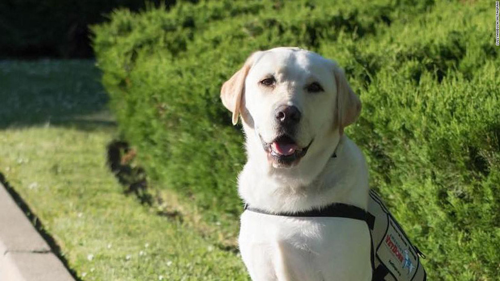 Trong quá khứ, chó Labrador là giống chó được các thủy thủ, ngư dân Newfoundland va Bồ Đào Nha ưa chuộng nhất. Chúng hiền lành, dễ gần và thích ở gần con người, loài chó săn mồi được coi là một trong những loài chó phổ biến nhất ở Mỹ trong những năm qua. Chó săn mồi rất năng động, đáng tin cậy, đáng yêu, dễ huấn luyện, nhiều người Mỹ coi chú chó này là một thành viên trong gia đình.