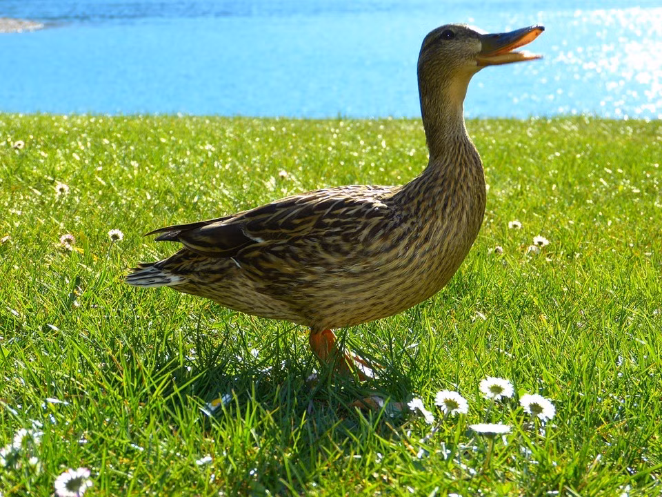 Sự thật kỳ quặc về những con vịt Su that ky quac ve nhung con vit