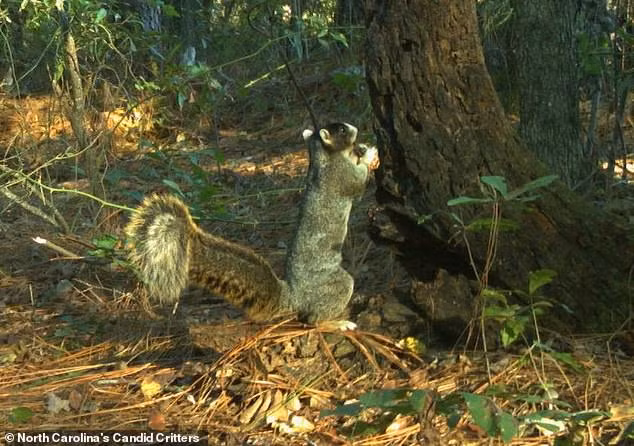 Soc khong lo cao bang dua tre, ai cung phat sot